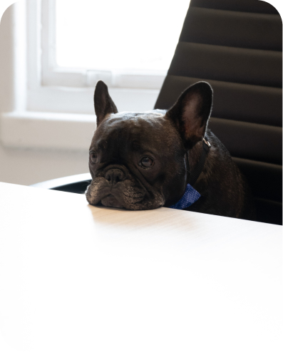 A black French Bulldog wearing a blue collar rests its chin on a white desk in an office setting.